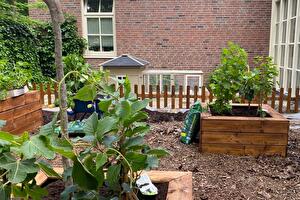 Our vegetable garden