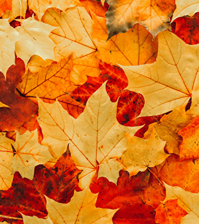 Autumn package