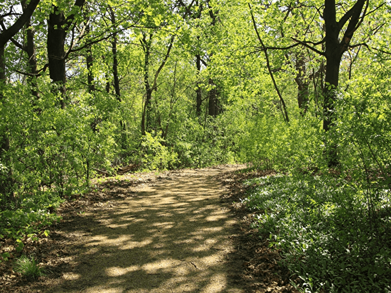 Spaziergang mit dem Förster